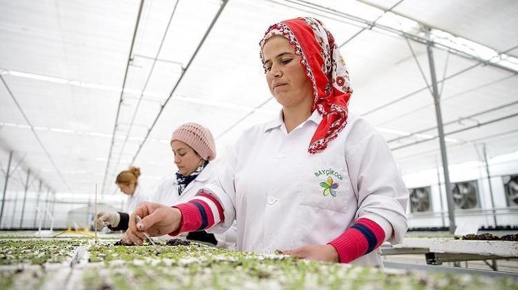 Çiftçiler bu yönteme yöneliyor Suyu %95 az harcıyor, kimyasal ilaç kullanılmıyor: Ayda net 150 bin lira kazandırıyor