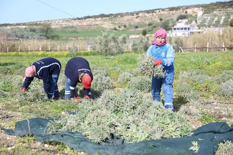 Çiftçiler bu yönteme yöneliyor Suyu %95 az harcıyor, kimyasal ilaç kullanılmıyor: Ayda net 150 bin lira kazandırıyor