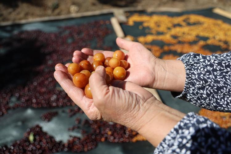 SICAK SUYA BATIRIP BİR HAFTA GÜNEŞTE KURUTUYORUZ