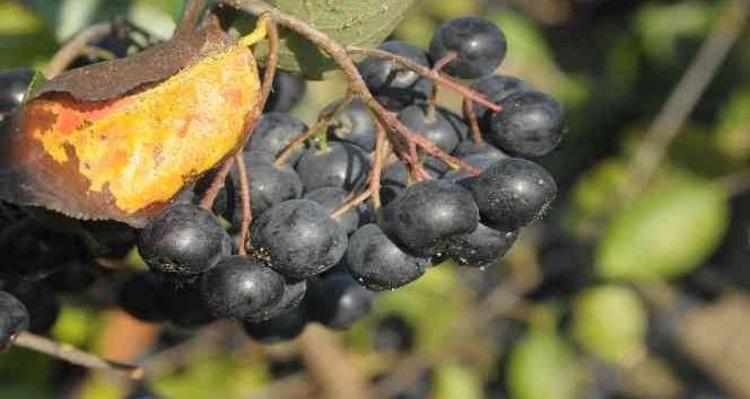 Pazarlarda görenler es geçiyordu Türkiyede yetiştirilmeye başlandı, tıkalı damarları açıyor