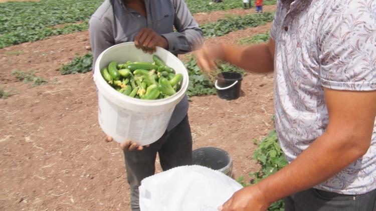 Eşim olmasa ben bu işi yapamam dedi 45 dönümlük tarlada gece gündüz kırmızı örümcek savaşı: 5 kilosunun fiyatı 900 liraya dayandı
