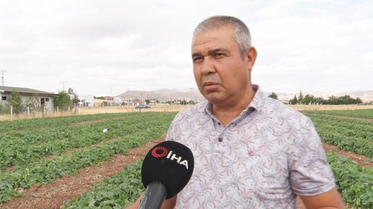 Eşim olmasa ben bu işi yapamam dedi 45 dönümlük tarlada gece gündüz kırmızı örümcek savaşı: 5 kilosunun fiyatı 900 liraya dayandı