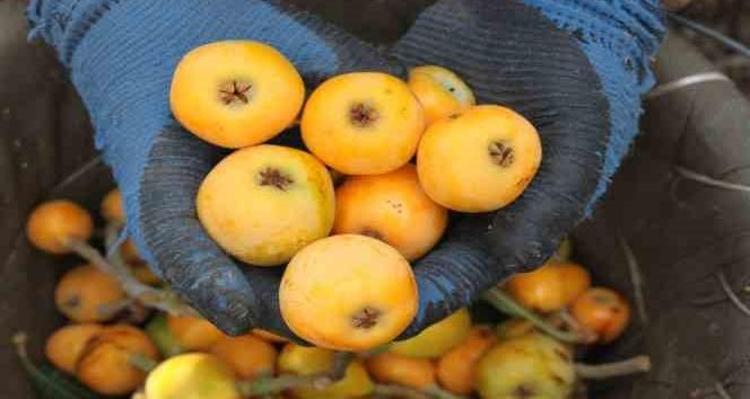 Yılda sadece birkaç hafta bulunuyor Pazarda gören kilo kilo alsın resmen vitamin ambarı