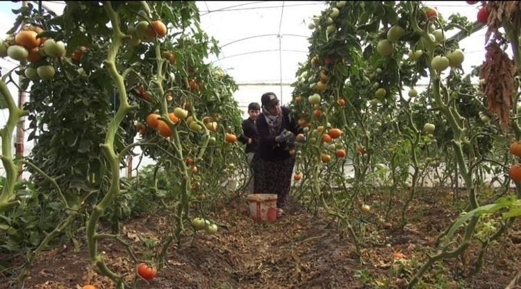 Mevsimlik işçi olarak gidiyorlardı, şimdi kendi tarlalarının patronu oldular: İşte 650 milyonluk başarı hikayesi