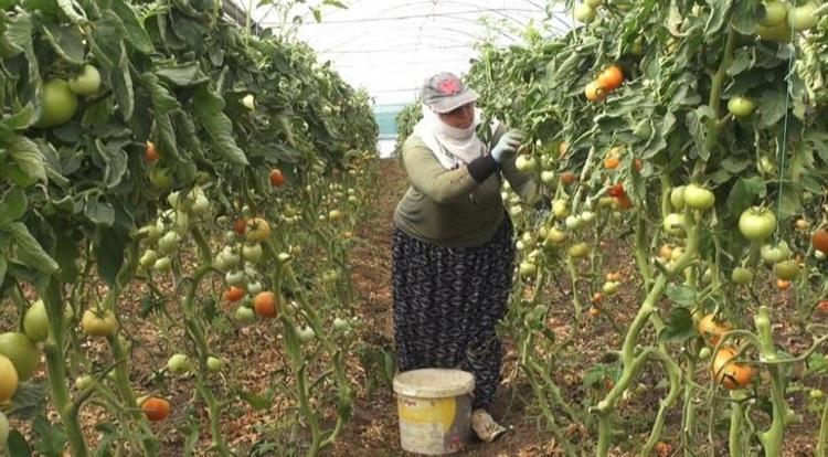 Mevsimlik işçi olarak gidiyorlardı, şimdi kendi tarlalarının patronu oldular: İşte 650 milyonluk başarı hikayesi