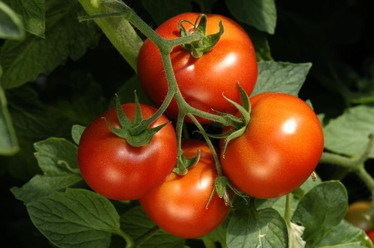 Bahçıvanların sakladığı o sır ortaya çıktı Domates köklerine 1 kaşık kadar dökmeniz yeterli
