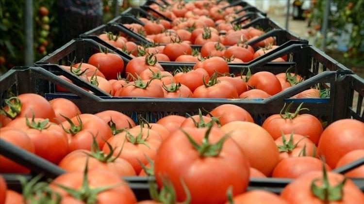Kimse bu yöntemi bilmiyor Domatesin verimini ikiye katlayan basit yöntem
