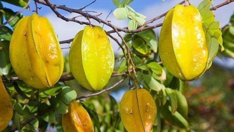 Doğanın C vitamini bombası Tanesi 100 TL: Kan şekerini dengeleyip kalp damarlarını esnetiyor