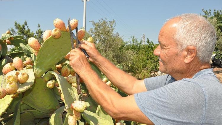 HASAT ERKEN SAATLERDE YAPILIYOR