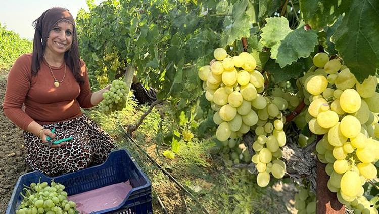 Geçen yıl kilosu 50 liraydı, bu yıl 10 liraya düştü Rekolte yüksek ama üreticisi dertli