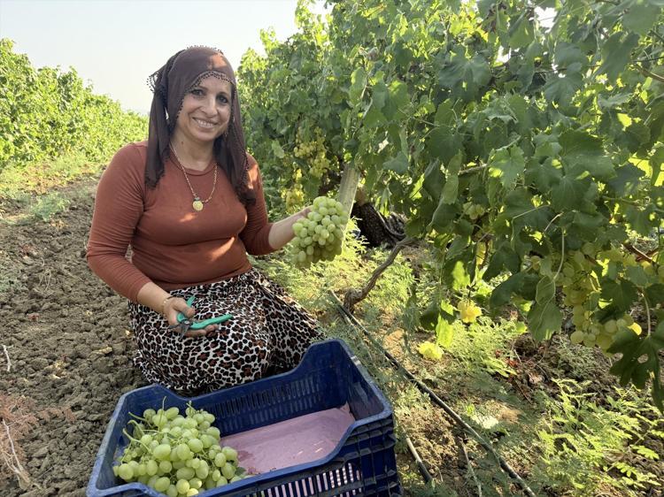Geçen yıl kilosu 50 liraydı, bu yıl 10 liraya düştü Rekolte yüksek ama üreticisi dertli