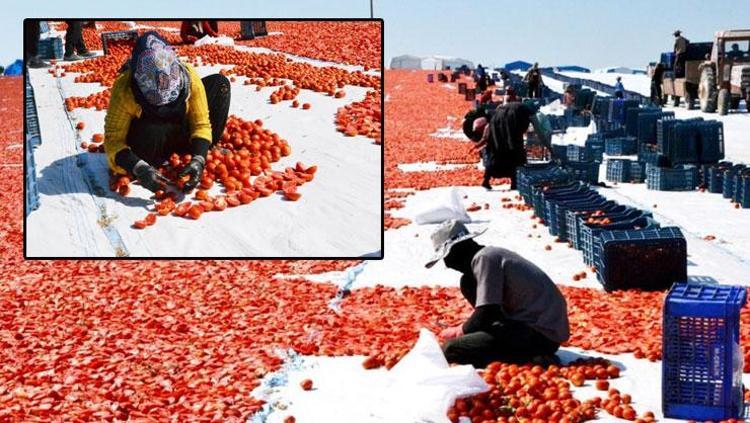 Manisada tarlalar kırmızı örtüyle kaplandı 60 milyon dolarlık dev gelir kapısı