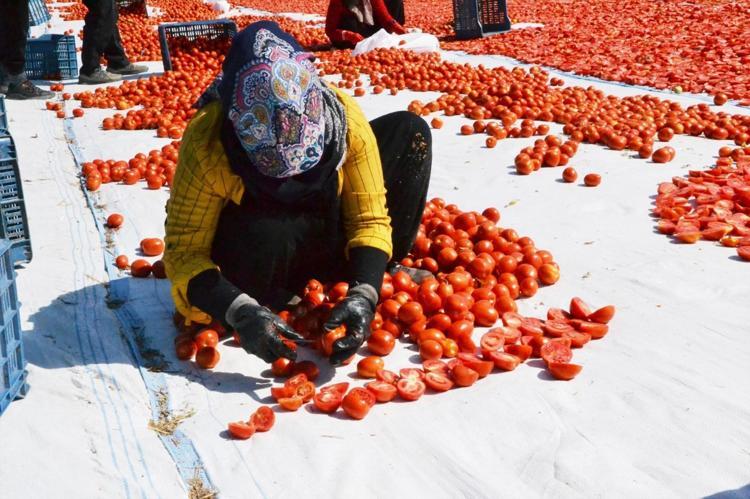 Manisada tarlalar kırmızı örtüyle kaplandı 60 milyon dolarlık dev gelir kapısı