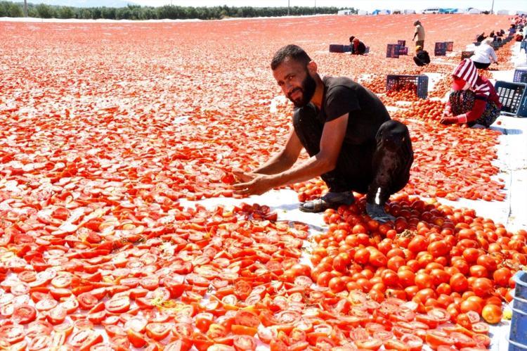 Manisada tarlalar kırmızı örtüyle kaplandı 60 milyon dolarlık dev gelir kapısı