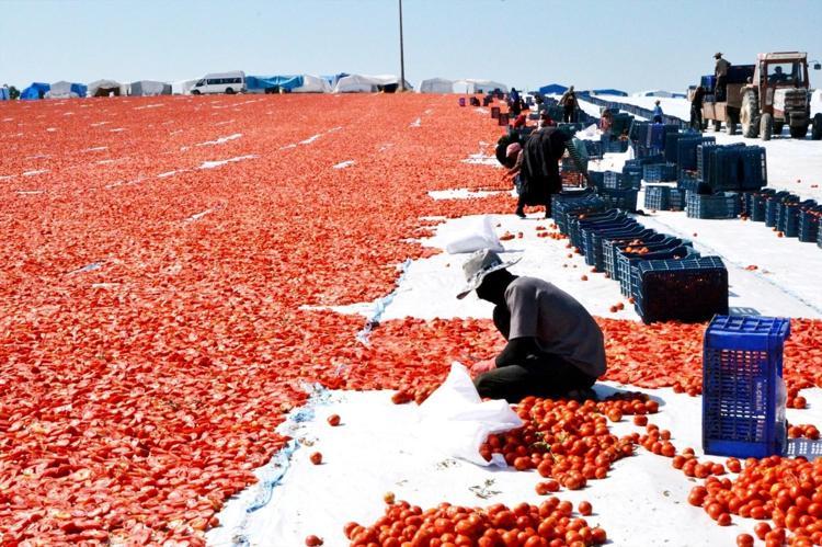 Manisada tarlalar kırmızı örtüyle kaplandı 60 milyon dolarlık dev gelir kapısı