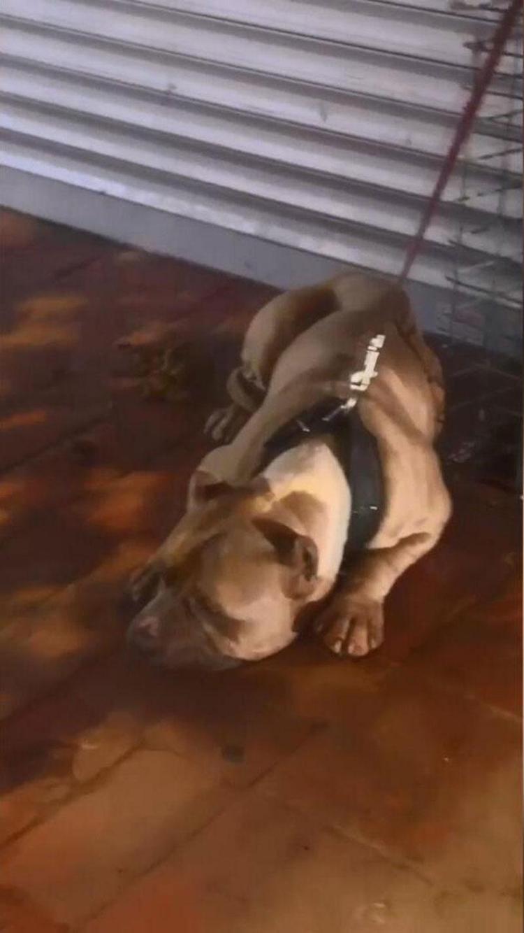 İstanbulda pitbull kavgası Köpeğine saldırınca sahibini bıçakladı
