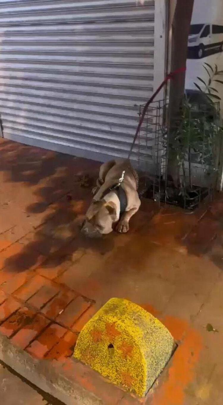 İstanbulda pitbull kavgası Köpeğine saldırınca sahibini bıçakladı
