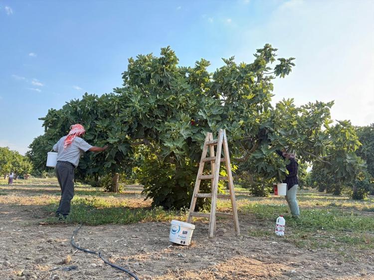 İzmir Torbalıda hasadı başladı Sabahın ilk ışıklarıyla toplanıyorlar: Tarlada 150 lira, pazarda kapış kapış gidiyor