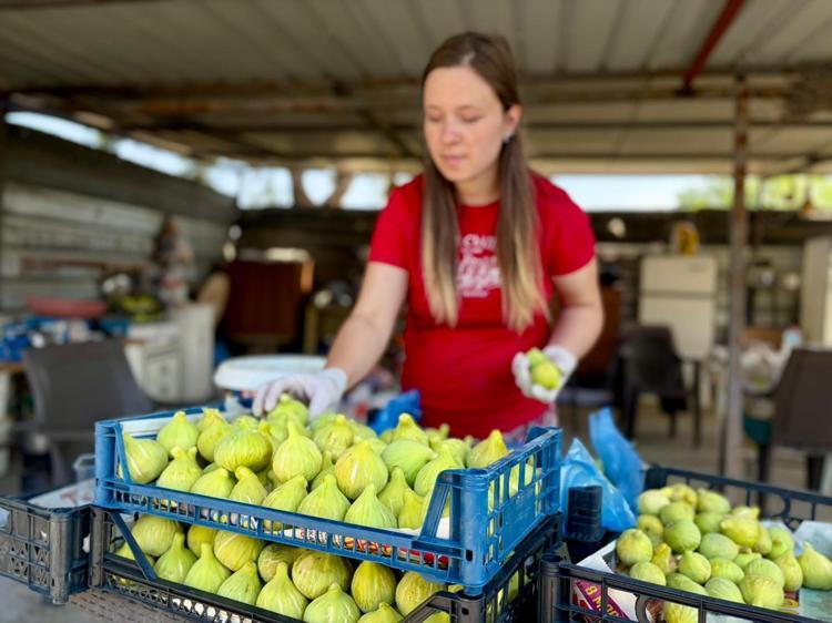İzmir Torbalıda hasadı başladı Sabahın ilk ışıklarıyla toplanıyorlar: Tarlada 150 lira, pazarda kapış kapış gidiyor