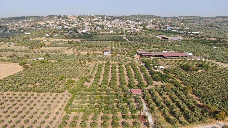 İzmir Torbalıda hasadı başladı Sabahın ilk ışıklarıyla toplanıyorlar: Tarlada 150 lira, pazarda kapış kapış gidiyor