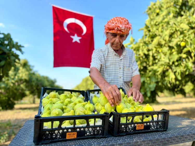 İzmir Torbalıda hasadı başladı Sabahın ilk ışıklarıyla toplanıyorlar: Tarlada 150 lira, pazarda kapış kapış gidiyor
