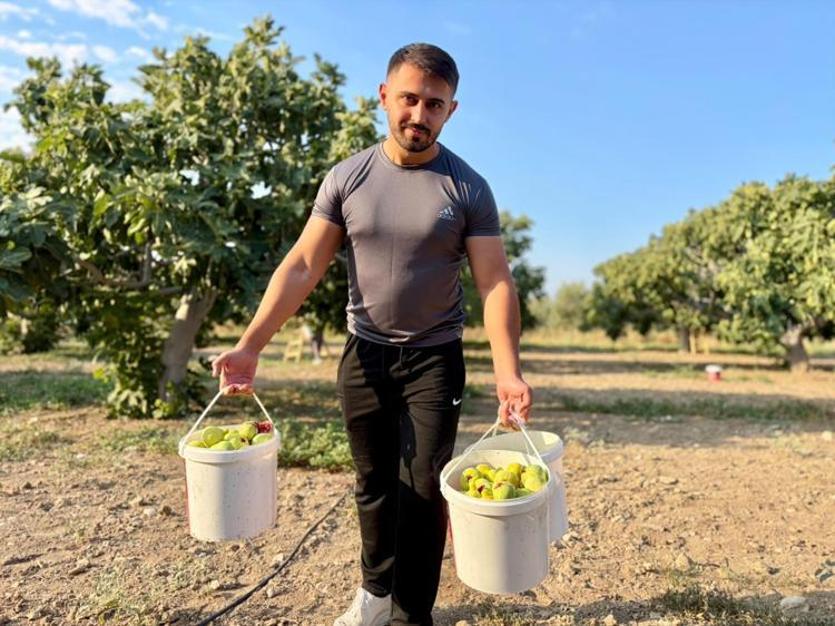 İzmir Torbalıda hasadı başladı Sabahın ilk ışıklarıyla toplanıyorlar: Tarlada 150 lira, pazarda kapış kapış gidiyor