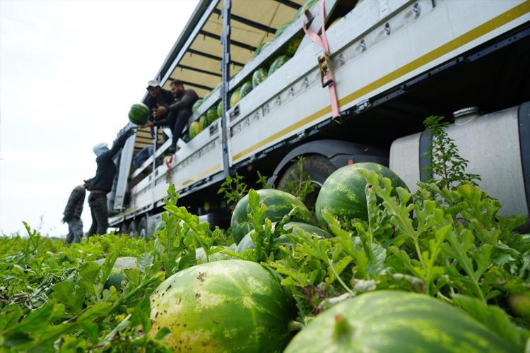 Baldan tatlı hasat başladı Kilosu 3 TLye kadar düştü, rekoltesi çiftçiyi sevindiriyor