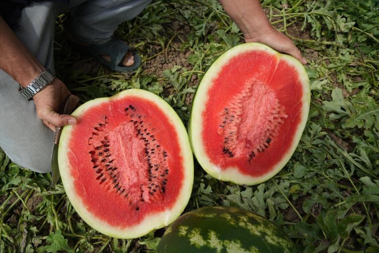 Baldan tatlı hasat başladı Kilosu 3 TLye kadar düştü, rekoltesi çiftçiyi sevindiriyor
