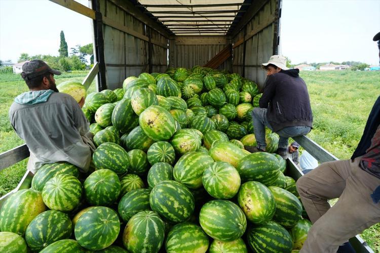 Baldan tatlı hasat başladı Kilosu 3 TLye kadar düştü, rekoltesi çiftçiyi sevindiriyor