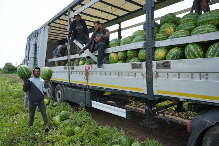 Baldan tatlı hasat başladı Kilosu 3 TLye kadar düştü, rekoltesi çiftçiyi sevindiriyor