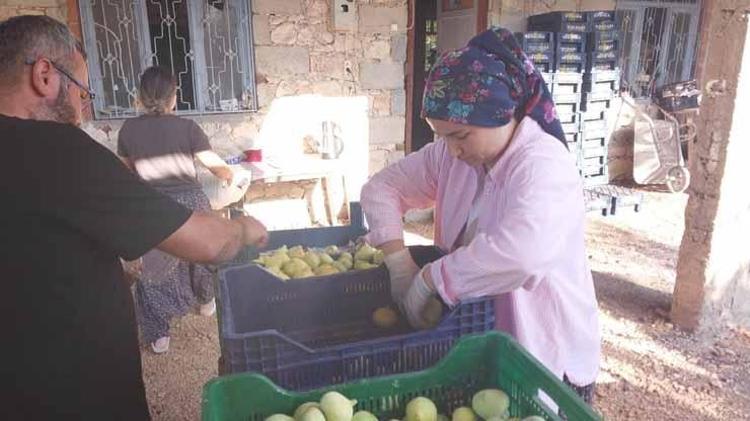 Sakın bu fiyata aldanıp şaşırmayın %80i tarlada döküldü, kilosu 200 TLden pazara indi