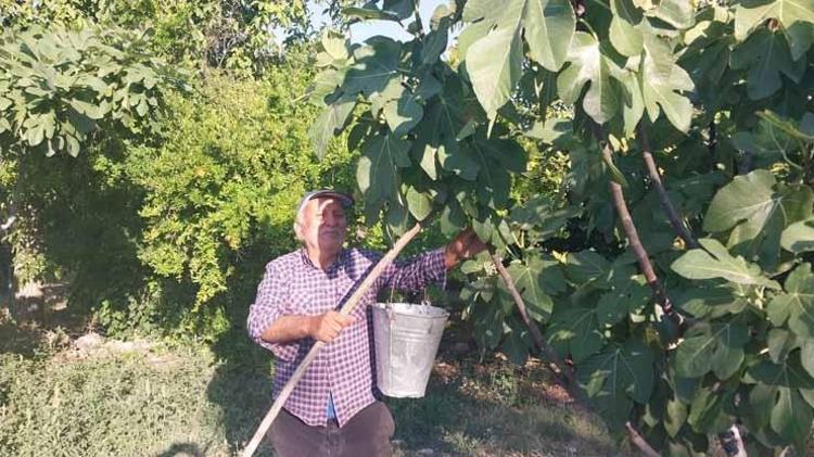 Sakın bu fiyata aldanıp şaşırmayın %80i tarlada döküldü, kilosu 200 TLden pazara indi