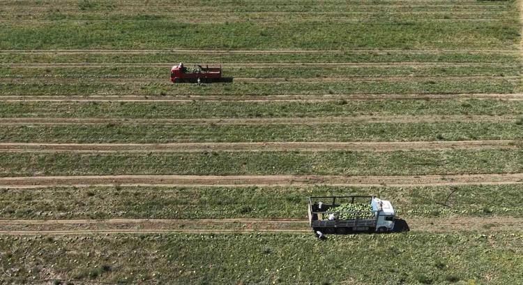 Muş Ovasında beklenen dev hasat başladı Aroması ve lezzetiyle tüm Türkiyeyi peşinden koşturuyor