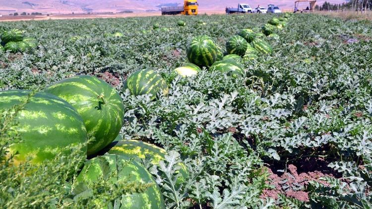 FARKLI AROMASIYLA İÇ PİYASADA KAPIŞ KAPIŞ GİDİYOR