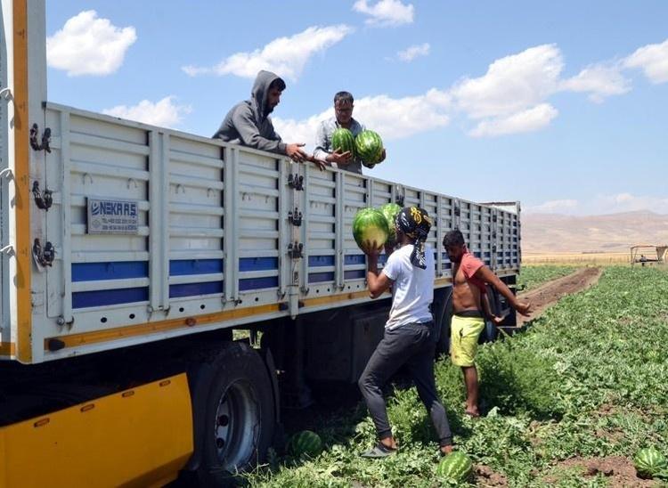 Muş Ovasında beklenen dev hasat başladı Aroması ve lezzetiyle tüm Türkiyeyi peşinden koşturuyor