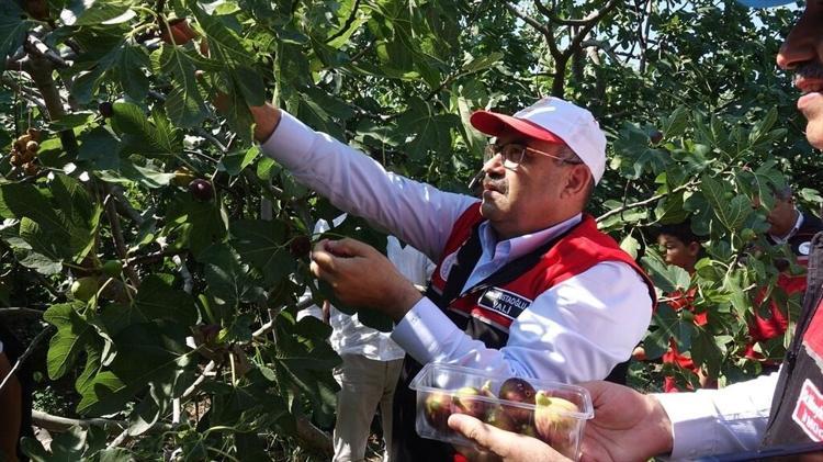 25 bin ata mirası ağaçtan dökülüyor: Sadece bir ay boyunca tüketilebiliyor, kilosu altınla yarışıyor...