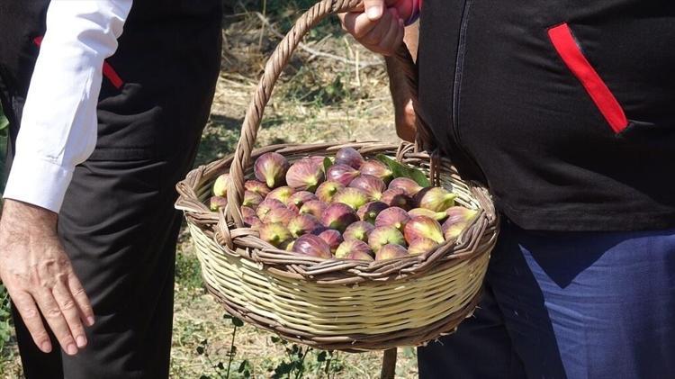 ATA MİRASI AĞAÇLARDAN 1 AY BOYUNCA TOPLANIYOR
