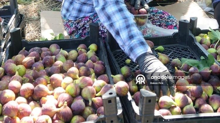 YILLIK REKOLTE 700 TONU BULUYOR