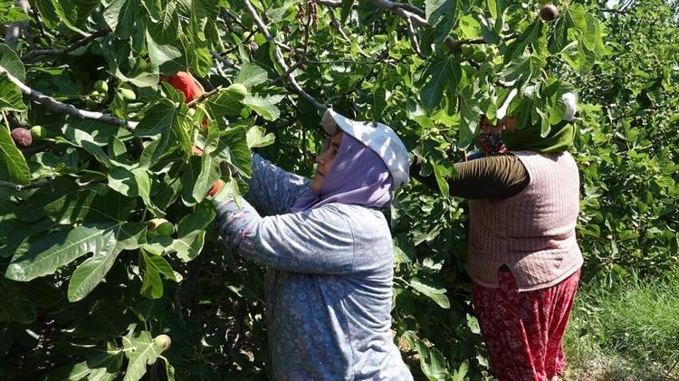 25 bin ata mirası ağaçtan dökülüyor: Sadece bir ay boyunca tüketilebiliyor, kilosu altınla yarışıyor...