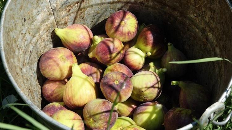 25 bin ata mirası ağaçtan dökülüyor: Sadece bir ay boyunca tüketilebiliyor, kilosu altınla yarışıyor...