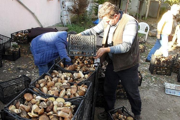 GÜNLÜK KAZANÇ 15 BİN LİRAYA KADAR ÇIKIYOR