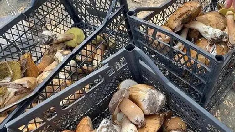 Çevresindekiler boş iş diye alay etmişti: Günde 15 bin, ayda 450 bin TL kazandırıyor