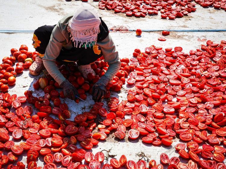 Kırmızı altının zorlu yolculuğu 13 kilodan sadece 1 kilo çıkıyor, 90 ülkeye satılıyor