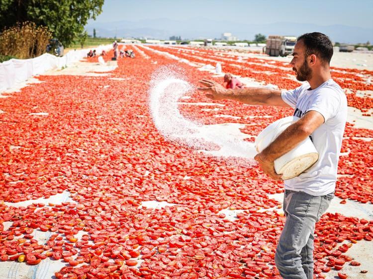 Kırmızı altının zorlu yolculuğu 13 kilodan sadece 1 kilo çıkıyor, 90 ülkeye satılıyor