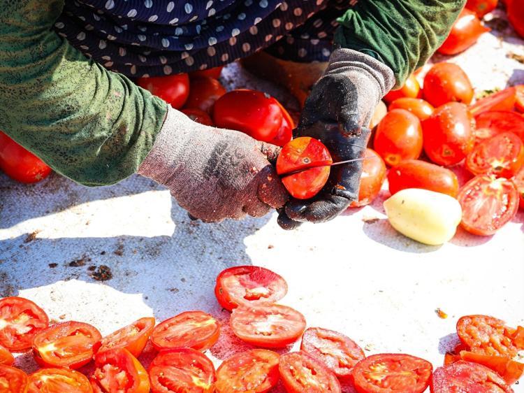 Kırmızı altının zorlu yolculuğu 13 kilodan sadece 1 kilo çıkıyor, 90 ülkeye satılıyor