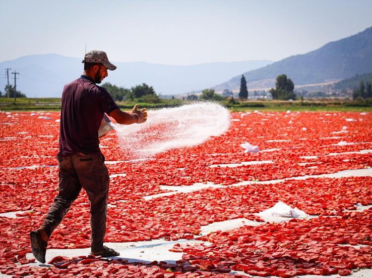 Kırmızı altının zorlu yolculuğu 13 kilodan sadece 1 kilo çıkıyor, 90 ülkeye satılıyor