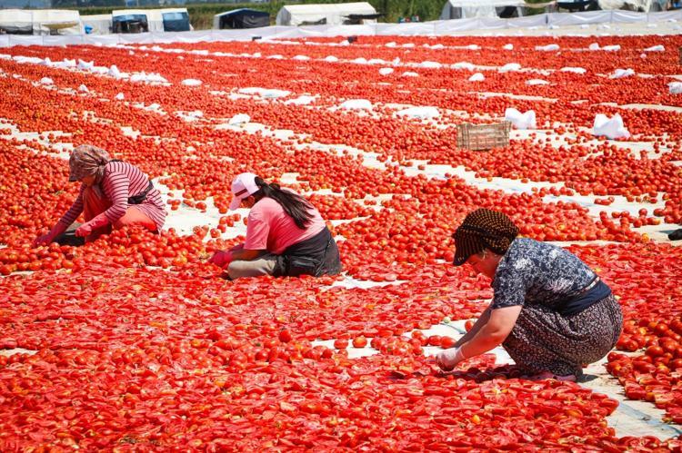 Kırmızı altının zorlu yolculuğu 13 kilodan sadece 1 kilo çıkıyor, 90 ülkeye satılıyor