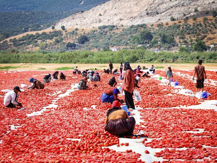 Kırmızı altının zorlu yolculuğu 13 kilodan sadece 1 kilo çıkıyor, 90 ülkeye satılıyor