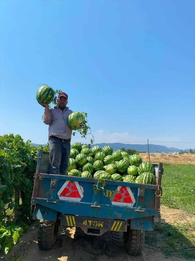 Manisada hasadı başladı Tarladaki fiyatı beğenmedi, çözümü kendi buldu