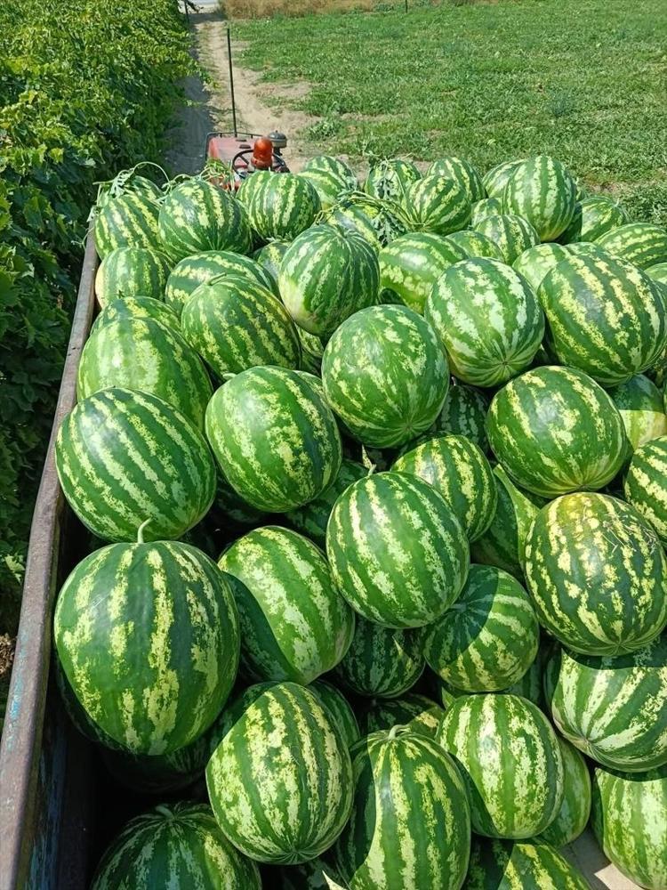 Manisada hasadı başladı Tarladaki fiyatı beğenmedi, çözümü kendi buldu